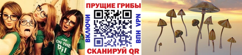 Псилоцибиновые грибы Cubensis  мориарти наркотические препараты  Шуя  закладки 