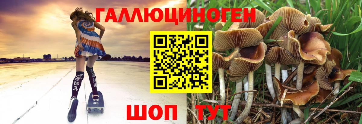Галлюциногенные грибы Magic Shrooms  Вход с VPN  Шуя  Галлюциногенные грибы Psilocybine cubensis 